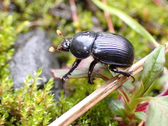 Phelotrupes formosanus