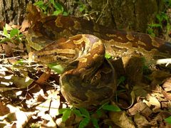 Python natalensis