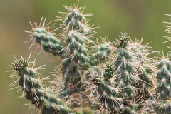 Cylindropuntia thurberi