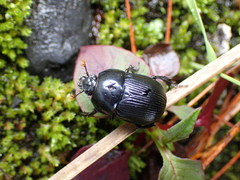 Phelotrupes formosanus
