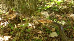 Python natalensis