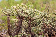 Cylindropuntia thurberi
