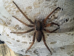 Ancylometes bogotensis