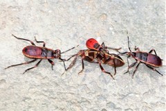 Macrocheraia grandis