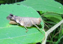 Apalacris nigrogeniculata