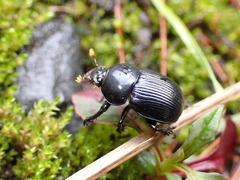 Phelotrupes formosanus