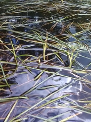 Sparganium × longifolium