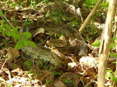 Python natalensis