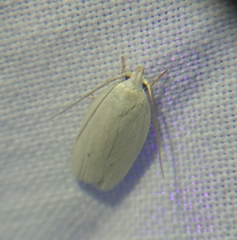 Antaeotricha albulella