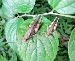 Apalacris nigrogeniculata