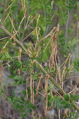 Hippocrepis emerus emeroides