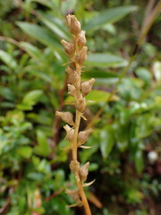 Aletris formosana
