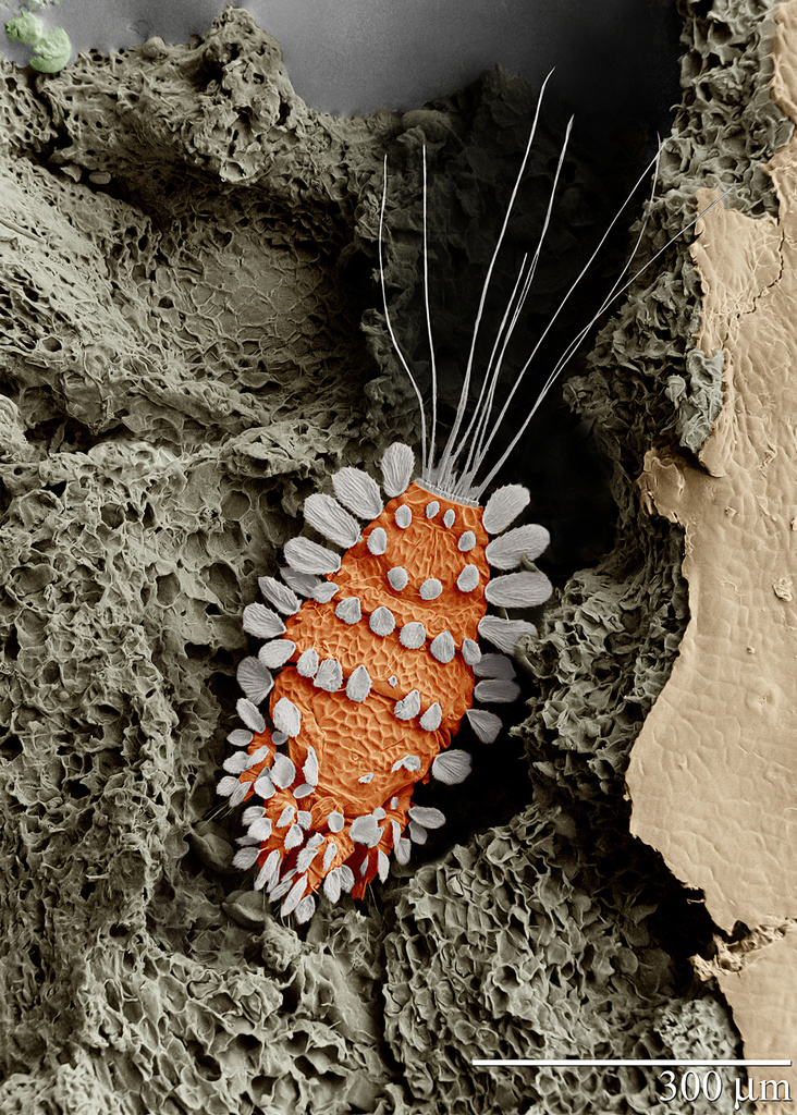 Tuckerellidae