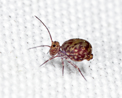 Ptenothrix marmorata