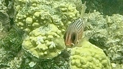 Holocentrus adscensionis