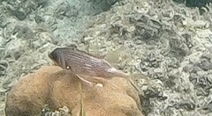 Holocentrus adscensionis