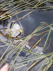 Sparganium × longifolium