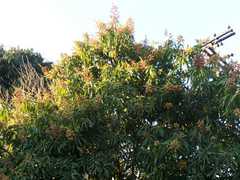 Mangifera indica
