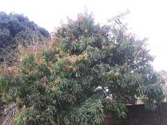 Mangifera indica