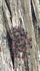 Euthyrhynchus floridanus