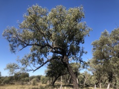 Eucalyptus melanophloia