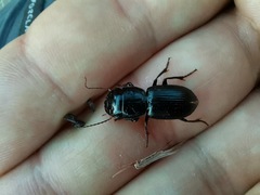 Acinopus megacephalus