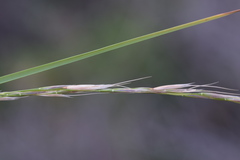 Achnatherum bromoides