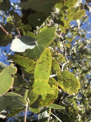 Eucalyptus melanophloia