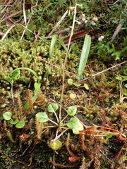 Pyrola morrisonensis
