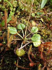 Pyrola morrisonensis