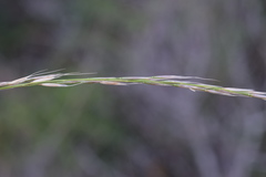 Achnatherum bromoides