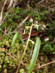 Pyrola morrisonensis