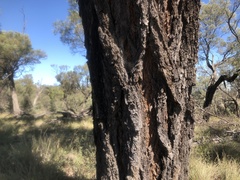 Eucalyptus melanophloia