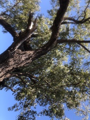 Eucalyptus melanophloia