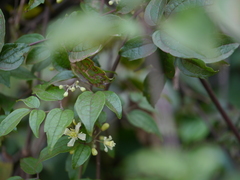 Clematis gouriana