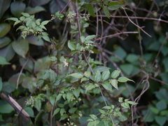 Clematis gouriana