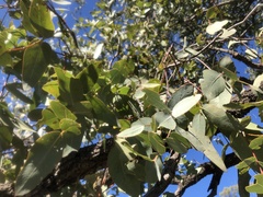 Eucalyptus melanophloia