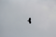 Cathartes aura septentrionalis