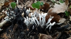 Xylaria hypoxylon