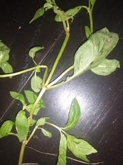 Epilobium roseum