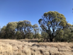 Acacia maranoensis
