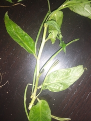 Epilobium roseum