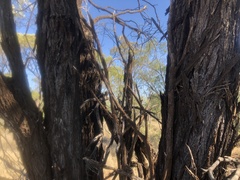 Acacia maranoensis