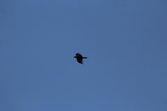 Corvus corax principalis