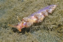 Austraeolis
