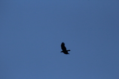 Corvus corax principalis