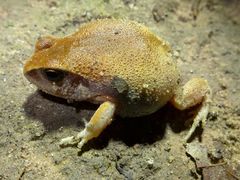 Arthroleptis stenodactylus