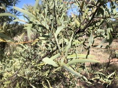 Acacia catenulata