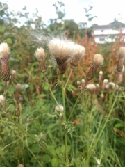 Cirsium arvense