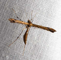 Anstenoptilia